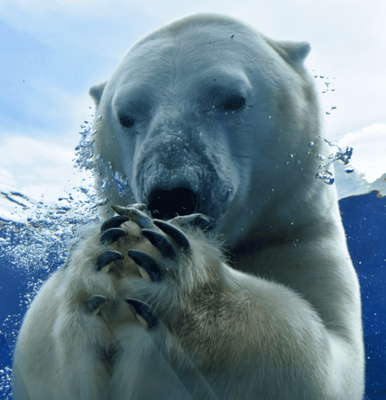 Polar bea at Detroit Zoo