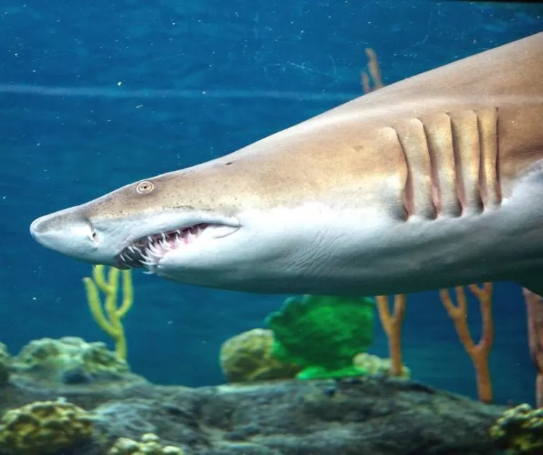 Sand Tiger Shark