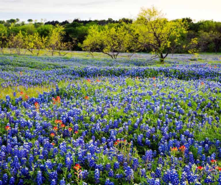 Spring is the best time to visit Texas Hill Country