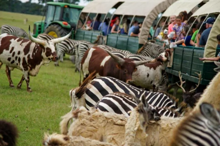 9 Amazing Day Trips from Baton Rouge 4 Wagon Tour at Global Wildlife Center