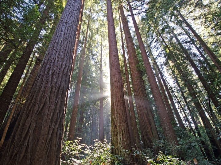 Visiting Henry Cowell Redwoods State Park is one of the best outdoor activities in the Bay Area