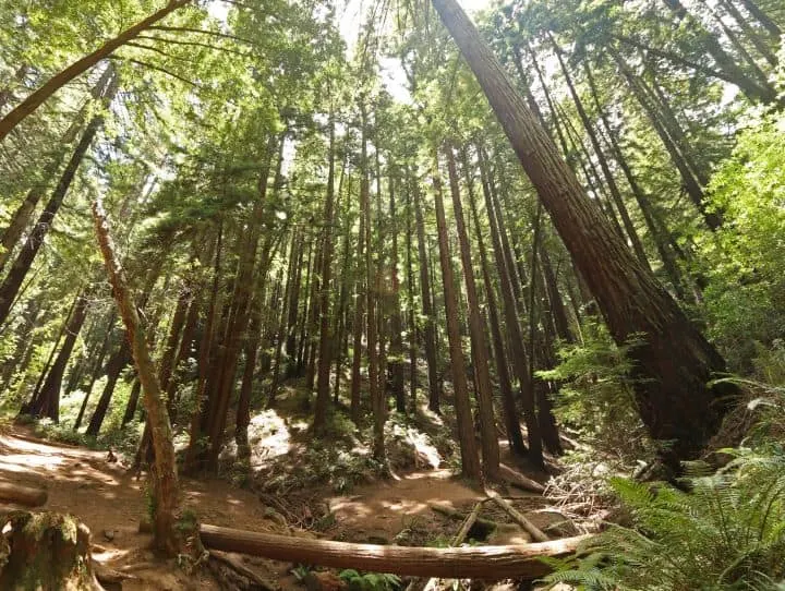 Reinhardt Redwoods Regional Park