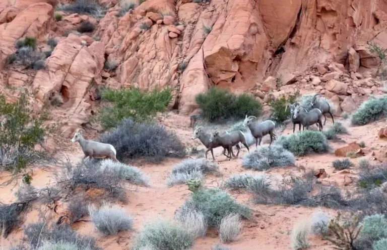 Desert Bighorn Sheep in Valley of Fire National Park