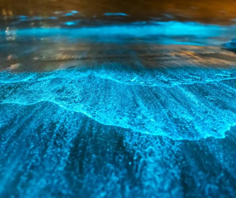 bioluminescence