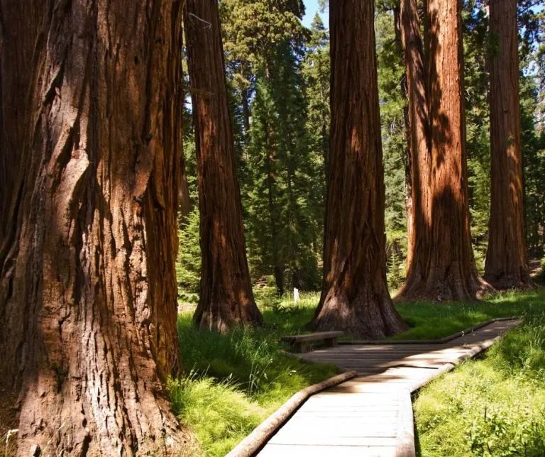 hikes in Sequoia National Park