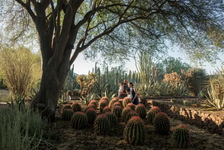 Visiting the Desert Botanical Garden is a great outdoor activity in Phoenix