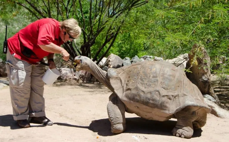 Phoenix Zoo Tortoise