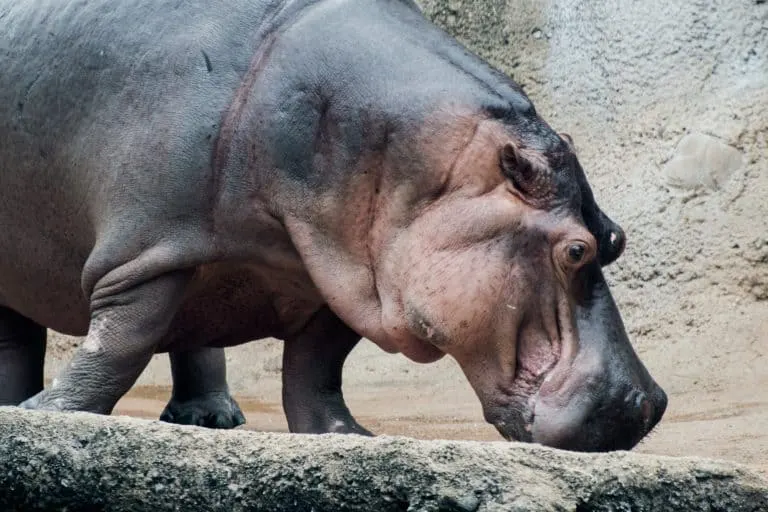 Hippo at the San Antonio Zoo