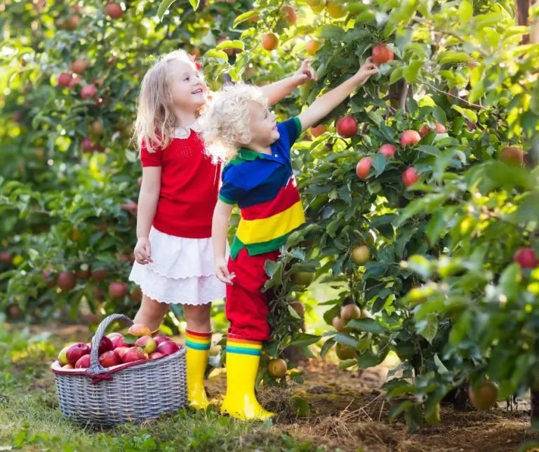 Apple picking 