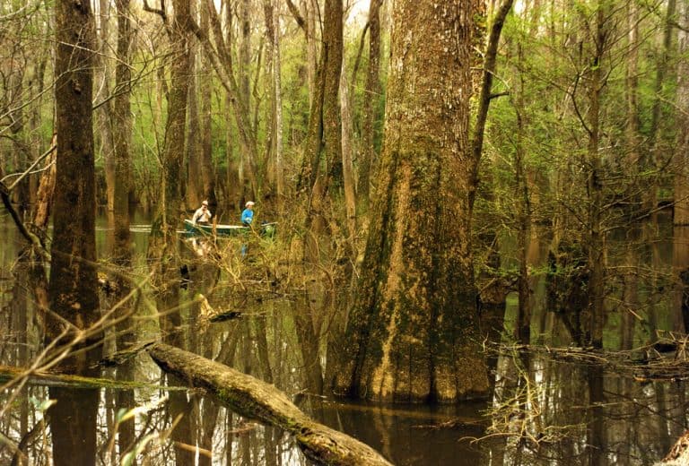 Canoe Paddling in Congaree National Park
