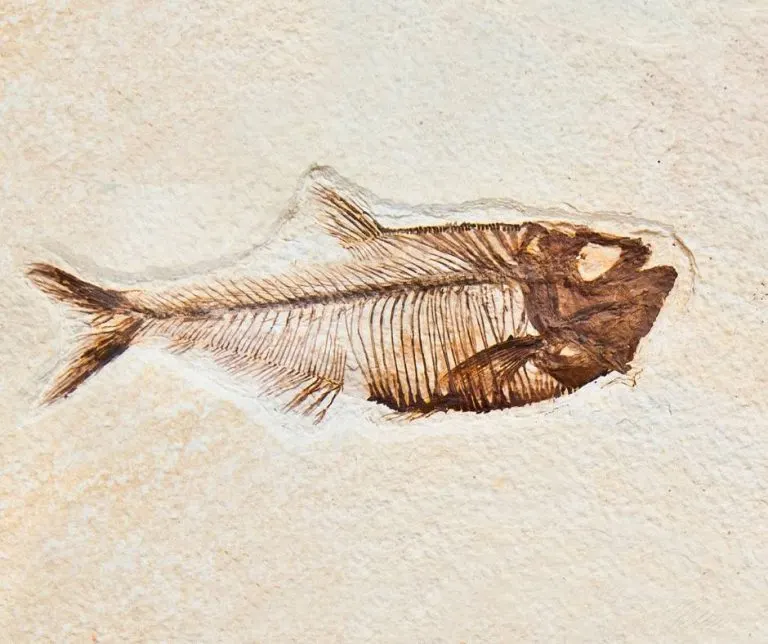 Fish fossil