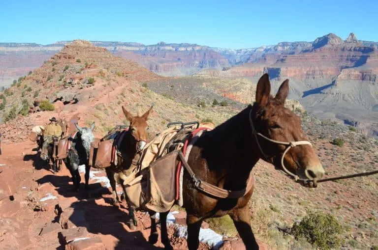 Mule rides in the Grand Canyon