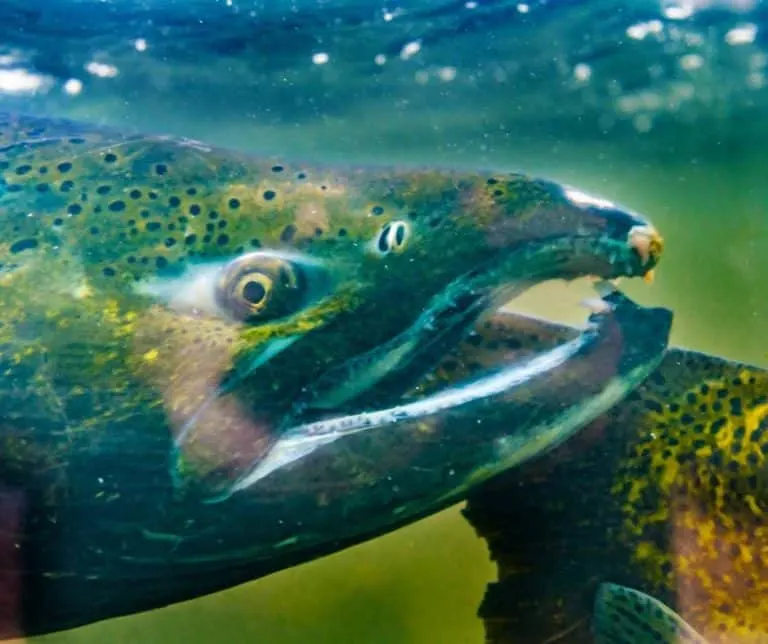 Issaquah Salmon Hatchery