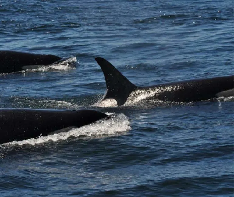 whale watching puget sound