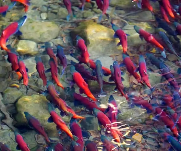 Salmon in river