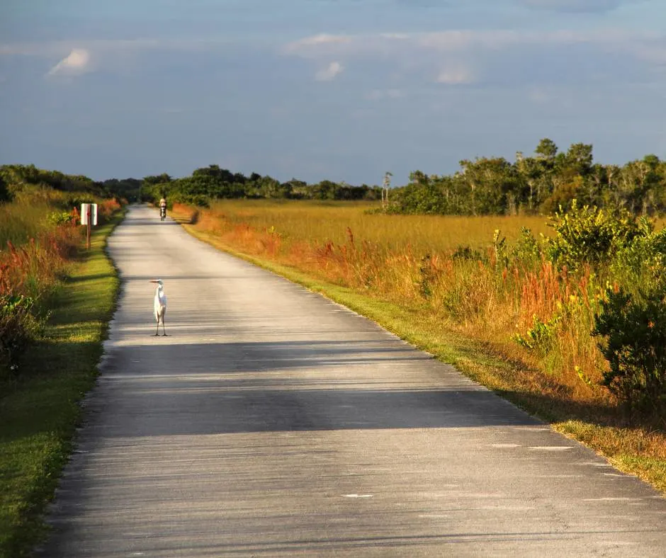 Shark Valley Bike Trail Everglades