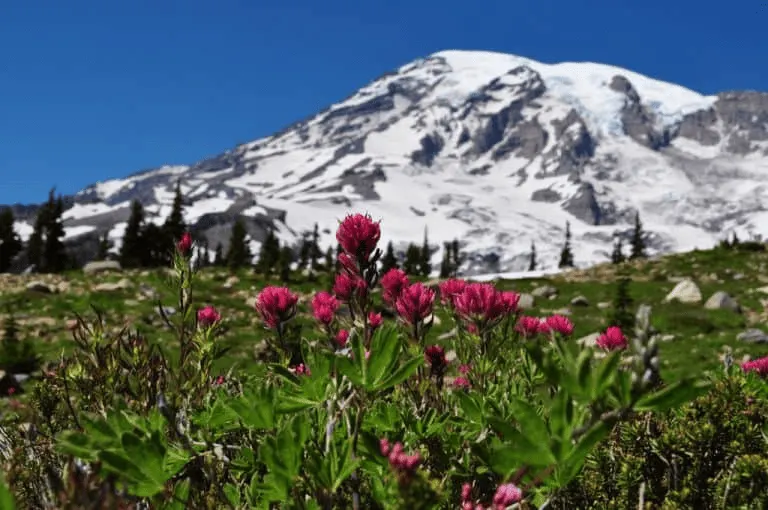 Over 50 FUN Things to do in Washington State with kids! 7