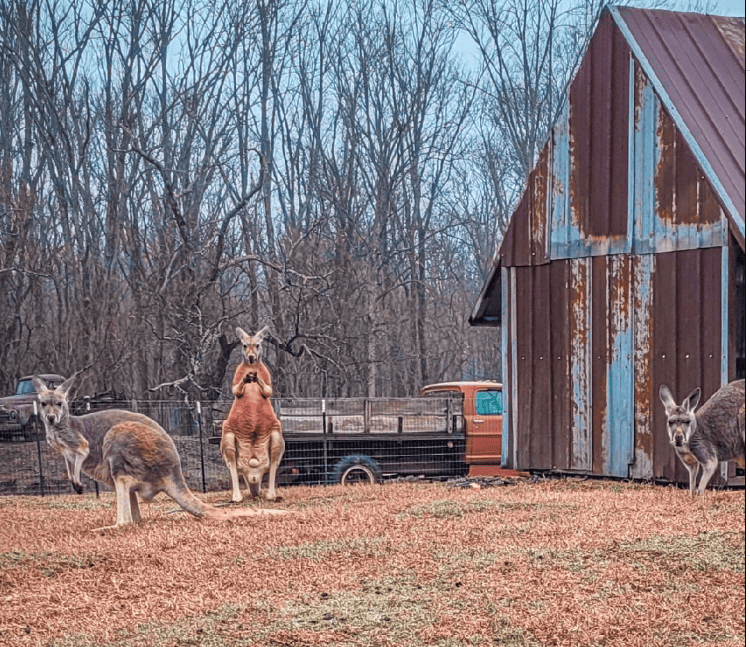 Kangaroos at  Pettit Creek Farms