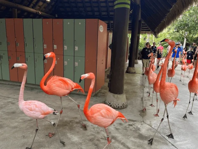 Flamingo Mingle Discovery Cove