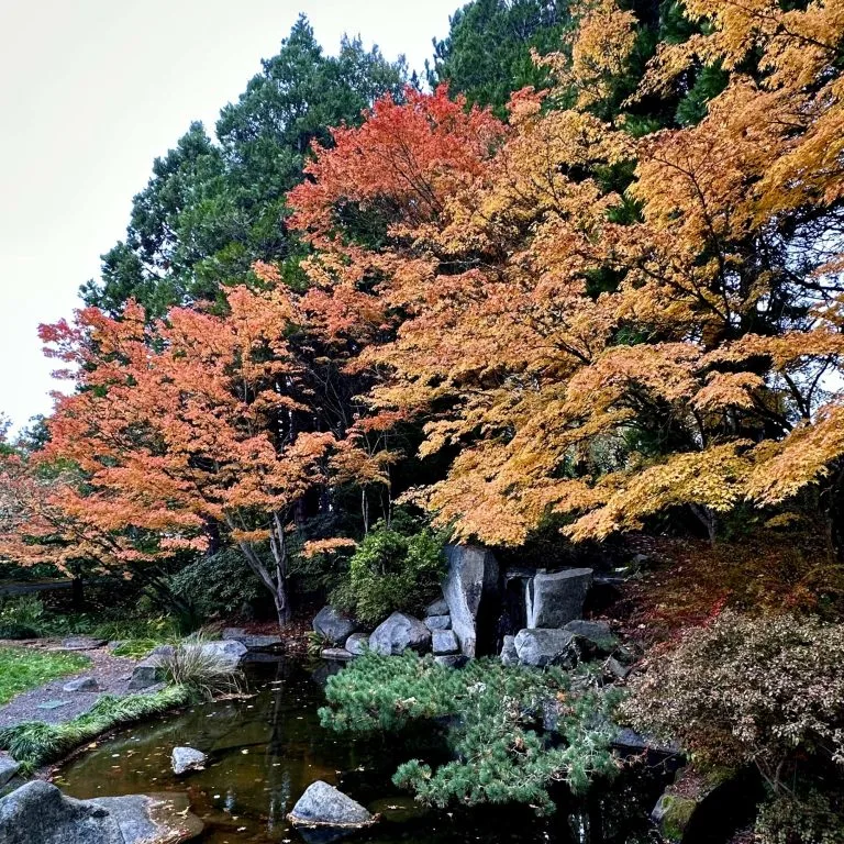 Yashiro Japanese Garden in Olympia