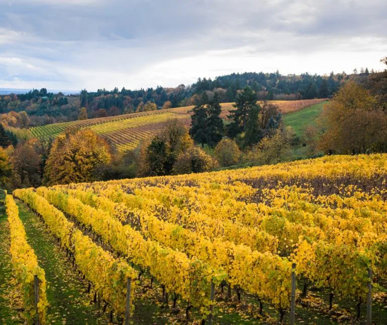 Willamette Valley winreries in the fall