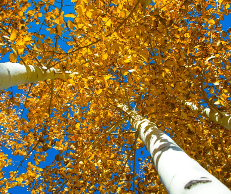 Aspen trees