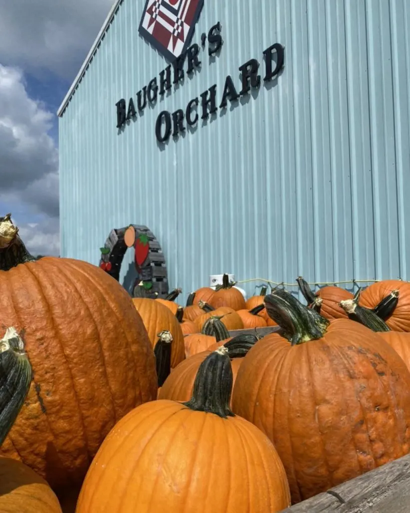 10 of the Best Pumpkin Patches in Maryland 1