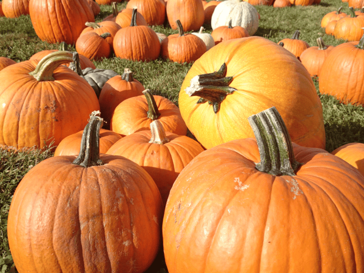 10 of the Best Pumpkin Patches in New York