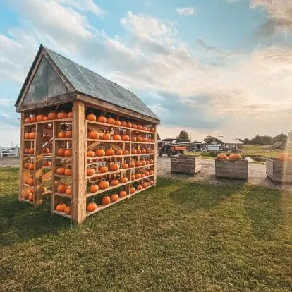 Ellms Family Farm pumpkin patch