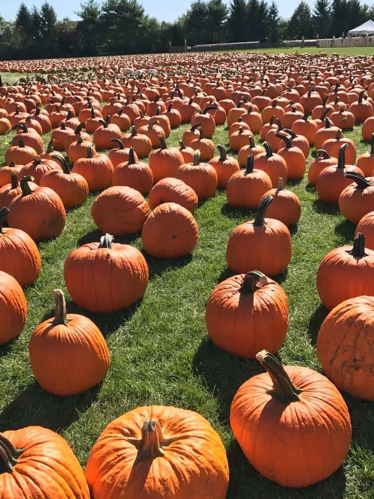 Pumpkins at F&W Schmitt's Family Farm on Long Island