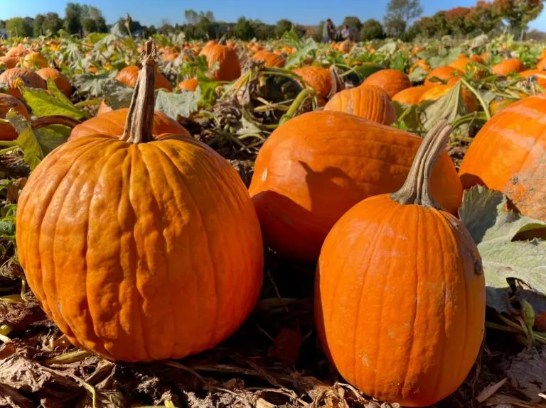 Pumpkins at Grim's Orchard