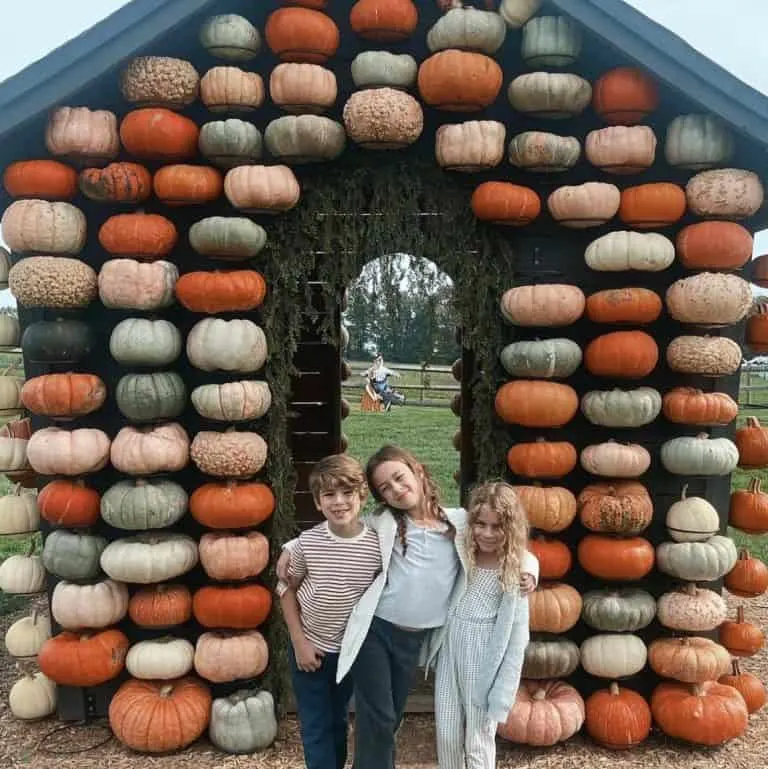 Irons Mill Farmstead has a great pumpkin patch