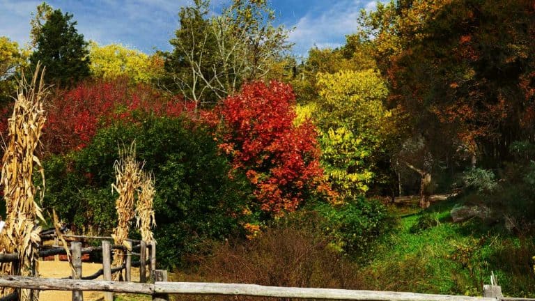 Historic Jamestown in Fall