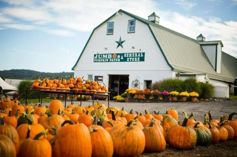 Jumbo's Pumpkin Patch in Maryland