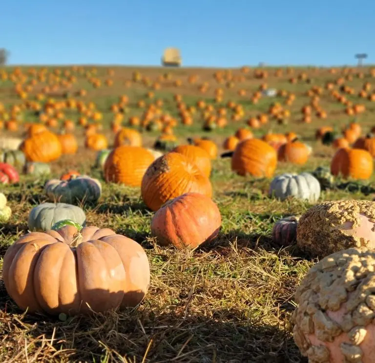Knightongale Farms is one of the best pumpkin patches in Maryland