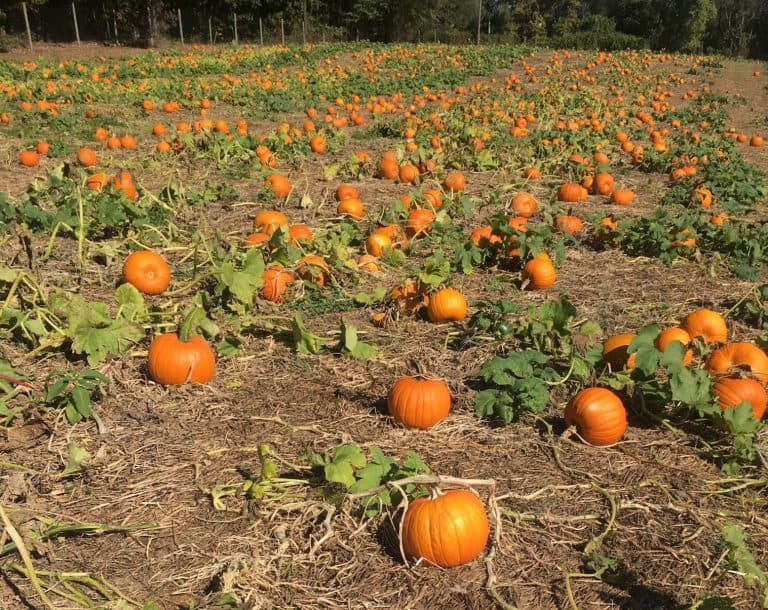 Larriland Farm's pumpkin patch