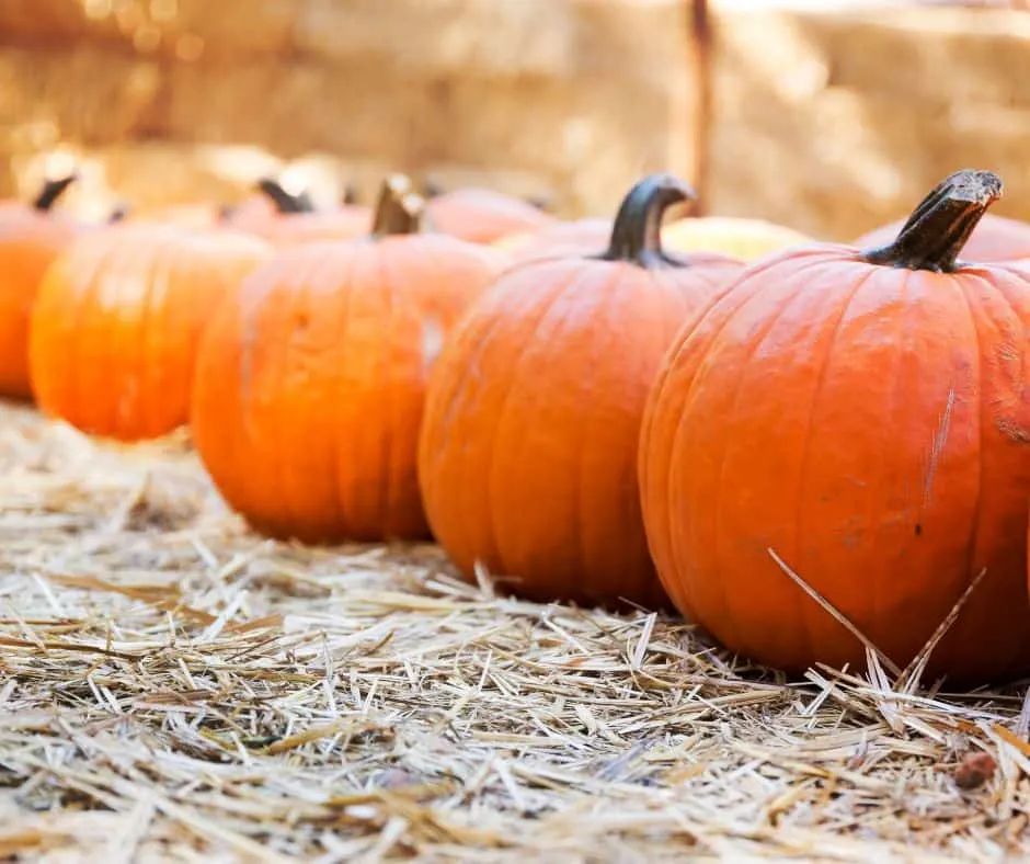 14 Fabulous Pumpkin Patches in the Bay Area 3