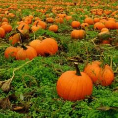 10 Best Pumpkin Patches in Pennsylvania