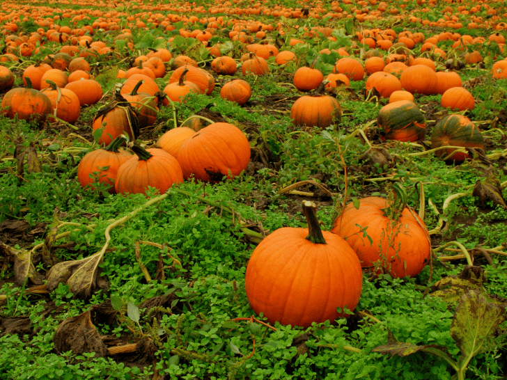 pumpkin patches in Pennsylvania