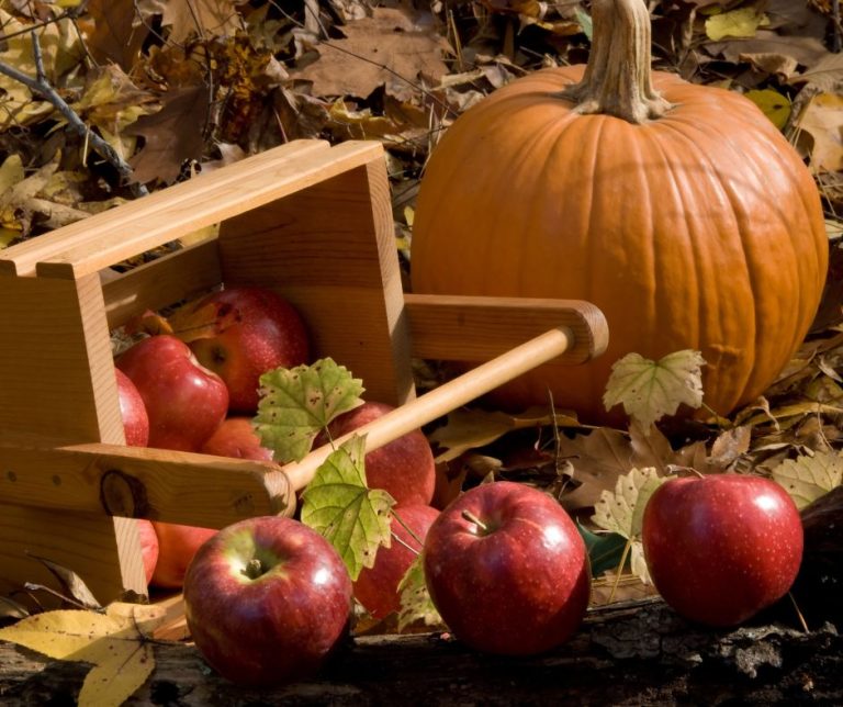 pumpkins and apples