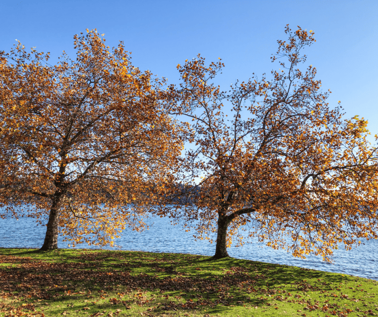 Seward Park in Seattle