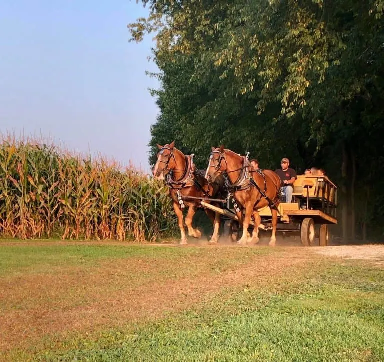 Sisson's Pumpkin Patch is one of the best pumpkin patches in Pennsylvania