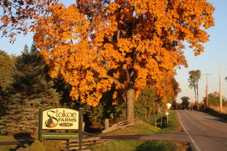 Stokoe Farms has one of the best pumpkin patches in New York