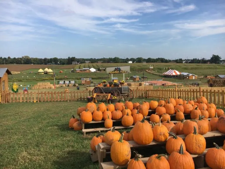 Summers Farm hasone of the best pumpkin patches in Maryland