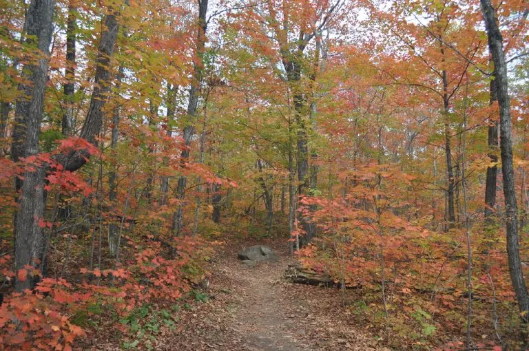 Superior National Forest Trail