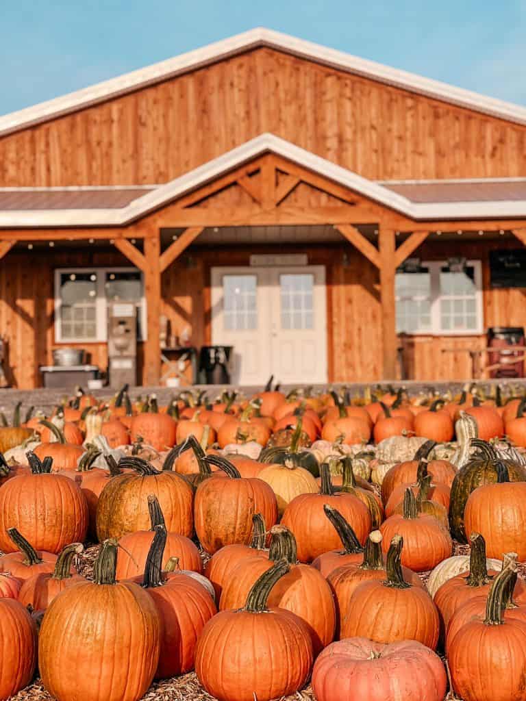 11 of the Best Pumpkin Patches in New York 1