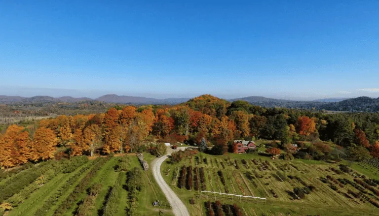 Windy Hill Farm Berkshires