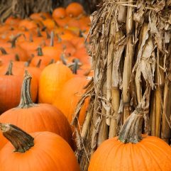 10 of the Best Pumpkin Patches in Maryland