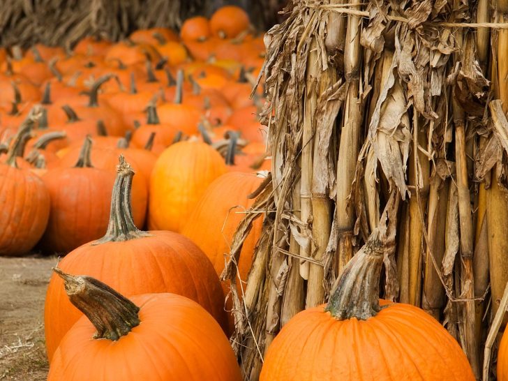 best pumpkin patches in Maryland