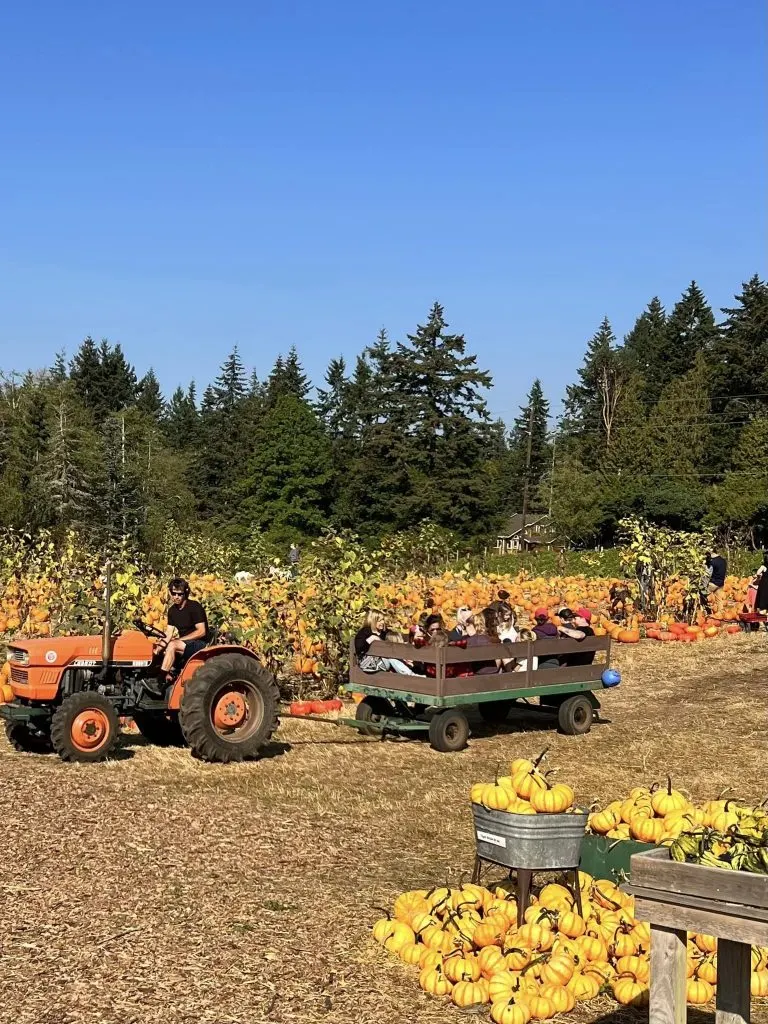 Bainbridge Island Farms Pumpkin patch